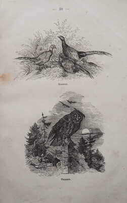 [Собрание В.Г. Лидина]. Полярная звездочка. Альманах для детей в стихах и прозе, изданный М. Вольфом. СПб.; М., 1870.